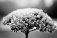 Fall Bloom B&W