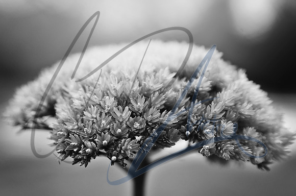 Fall Bloom B&W