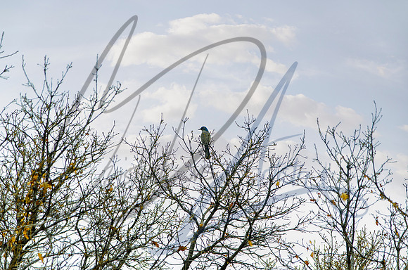 Woodhouse Scrub Jay